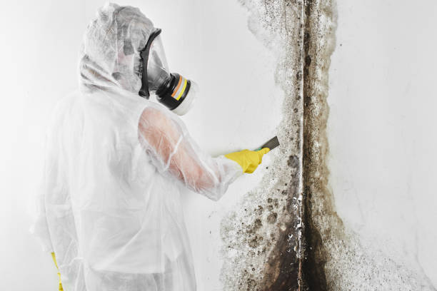 Best Same-Day Mold Removal  in Unionville, TN