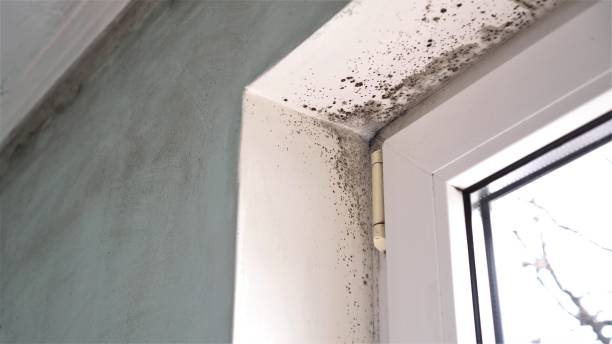 Best Commercial Mold Removal  in Unionville, TN