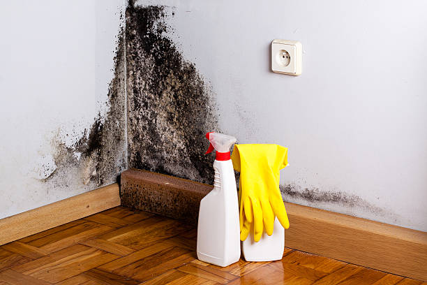 Professional Mold Removal in Unionville, TN